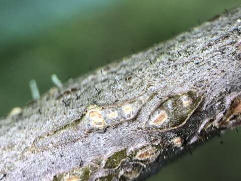 Image of phaeocalicium lichen