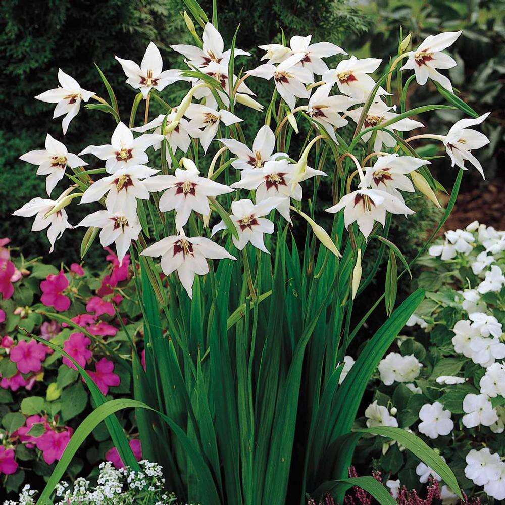 Image of Gladiolus murielae Kelway