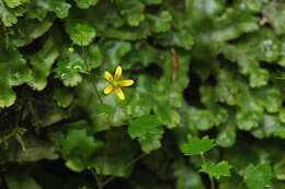 Plancia ëd Saxifraga cymbalaria L.