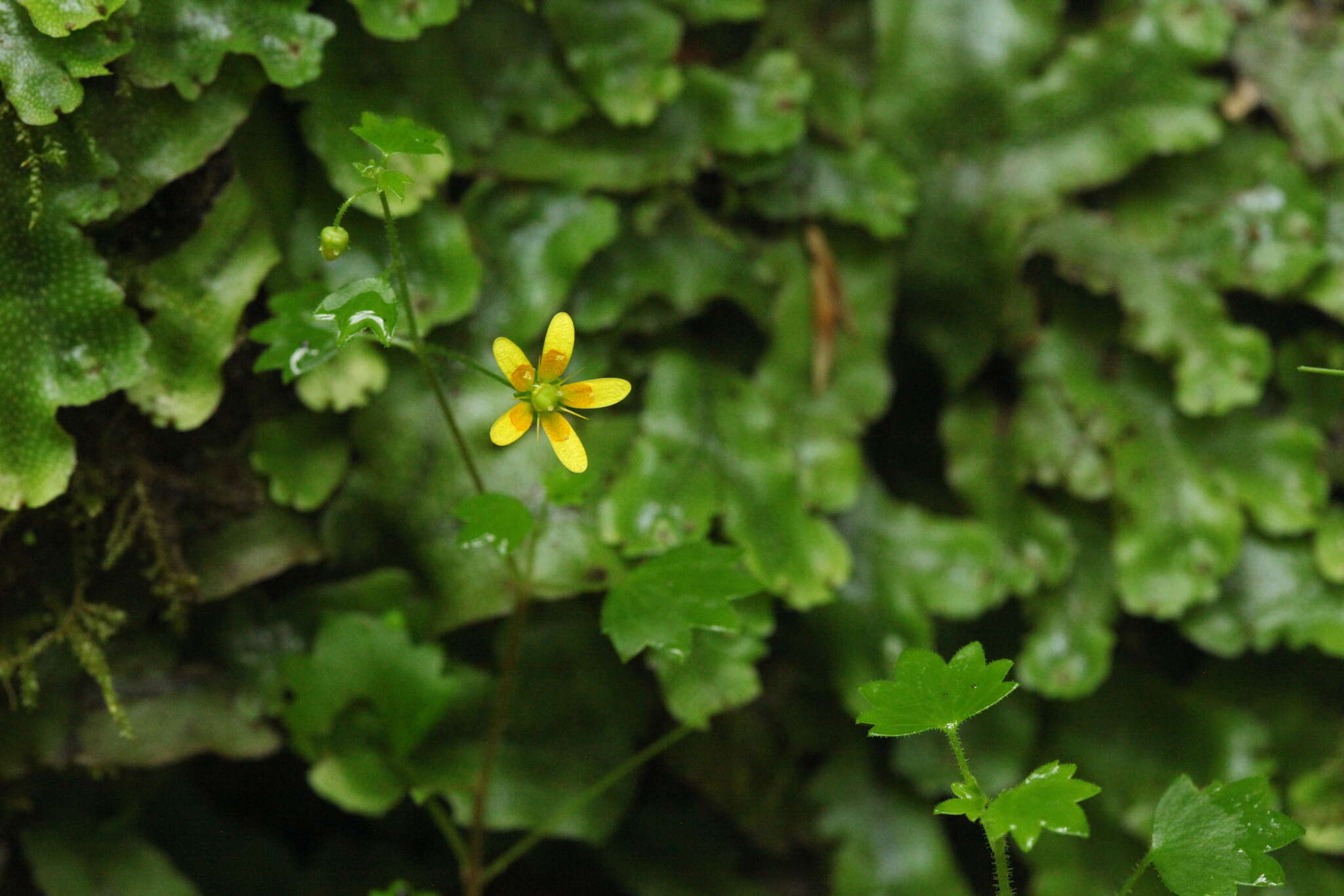 Plancia ëd Saxifraga cymbalaria L.