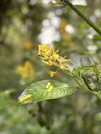 Image of Palicourea lasiorrhachis Oerst.