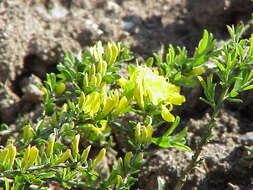 Imagem de Genista pilosa L.