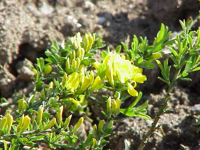 Imagem de Genista pilosa L.