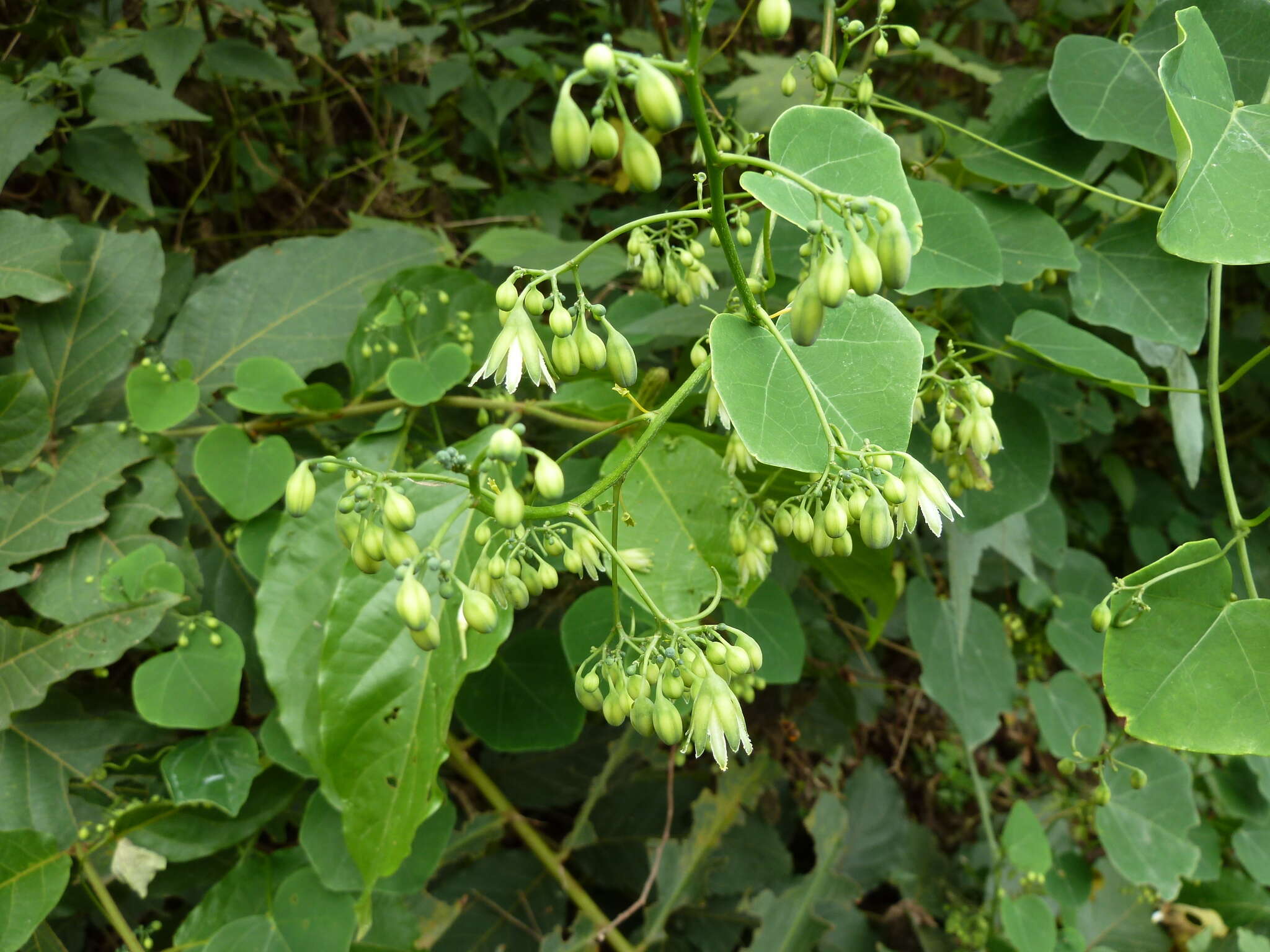 Image of Adenia cissampeloides (Planch. ex Hook.) Harms