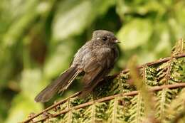 Image of Samoan Fantail