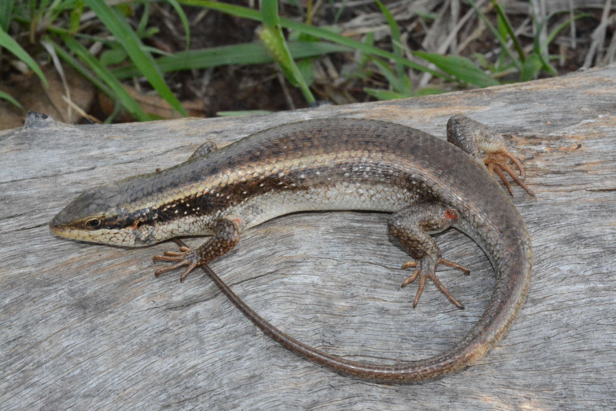 Image de Trachylepis planifrons (Peters 1878)