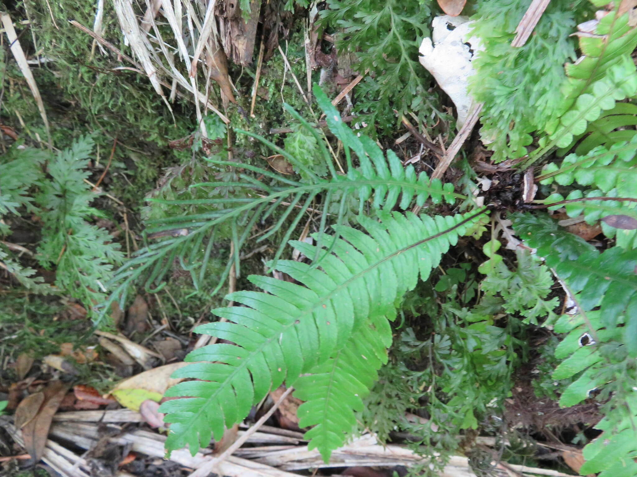 Image of Austroblechnum norfolkianum (Heward) Gasper & V. A. O. Dittrich