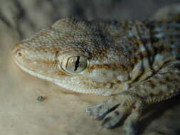 Image of Common Wall Gecko