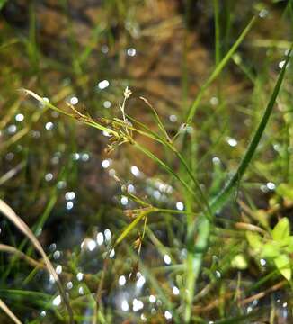 Слика од Fimbristylis autumnalis (L.) Roem. & Schult.