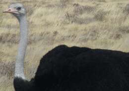 Image of ostriches