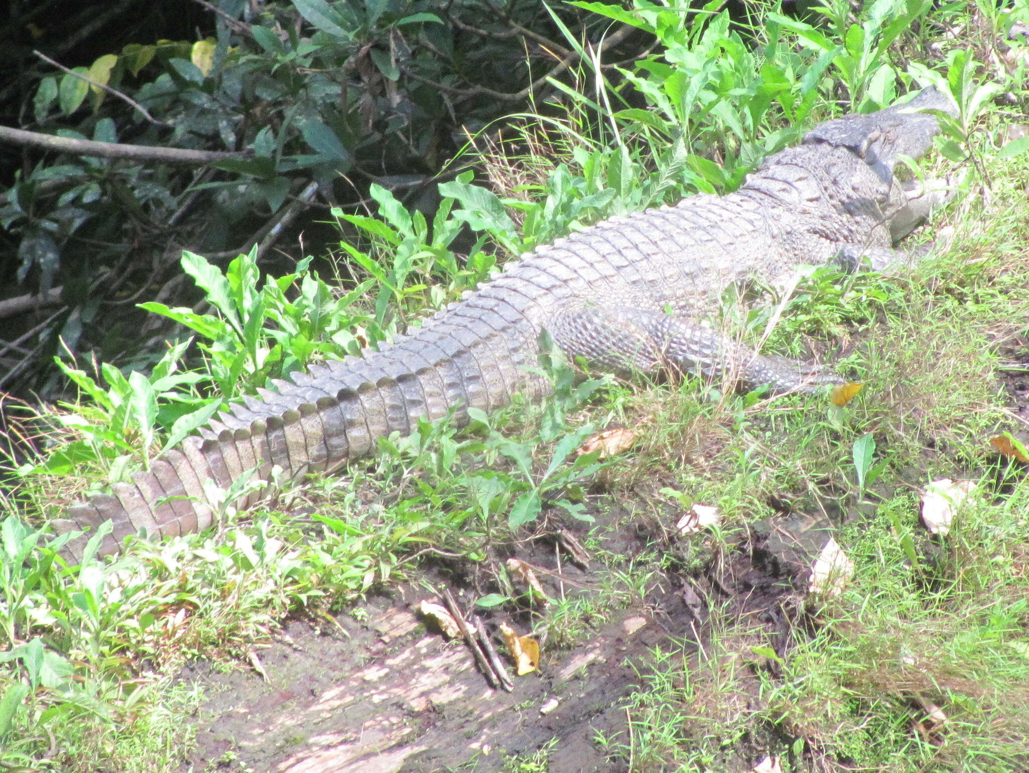 Image of Siamese Crocodile