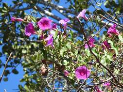 Image of Ipomoea bernoulliana Peter