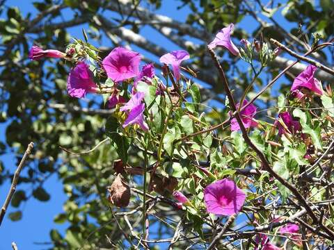 Image of Ipomoea bernoulliana Peter