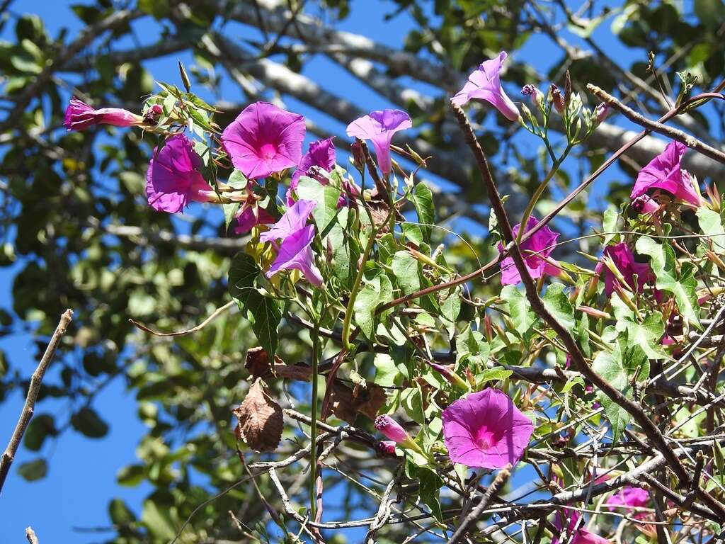 Image de Ipomoea bernoulliana Peter