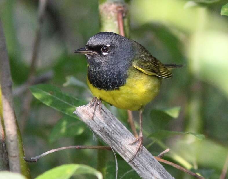 Image of MacGillivray's Warbler