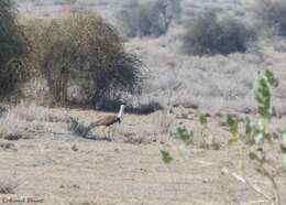 Image of Great Indian Bustard