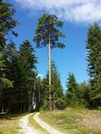 Image of Scotch Pine