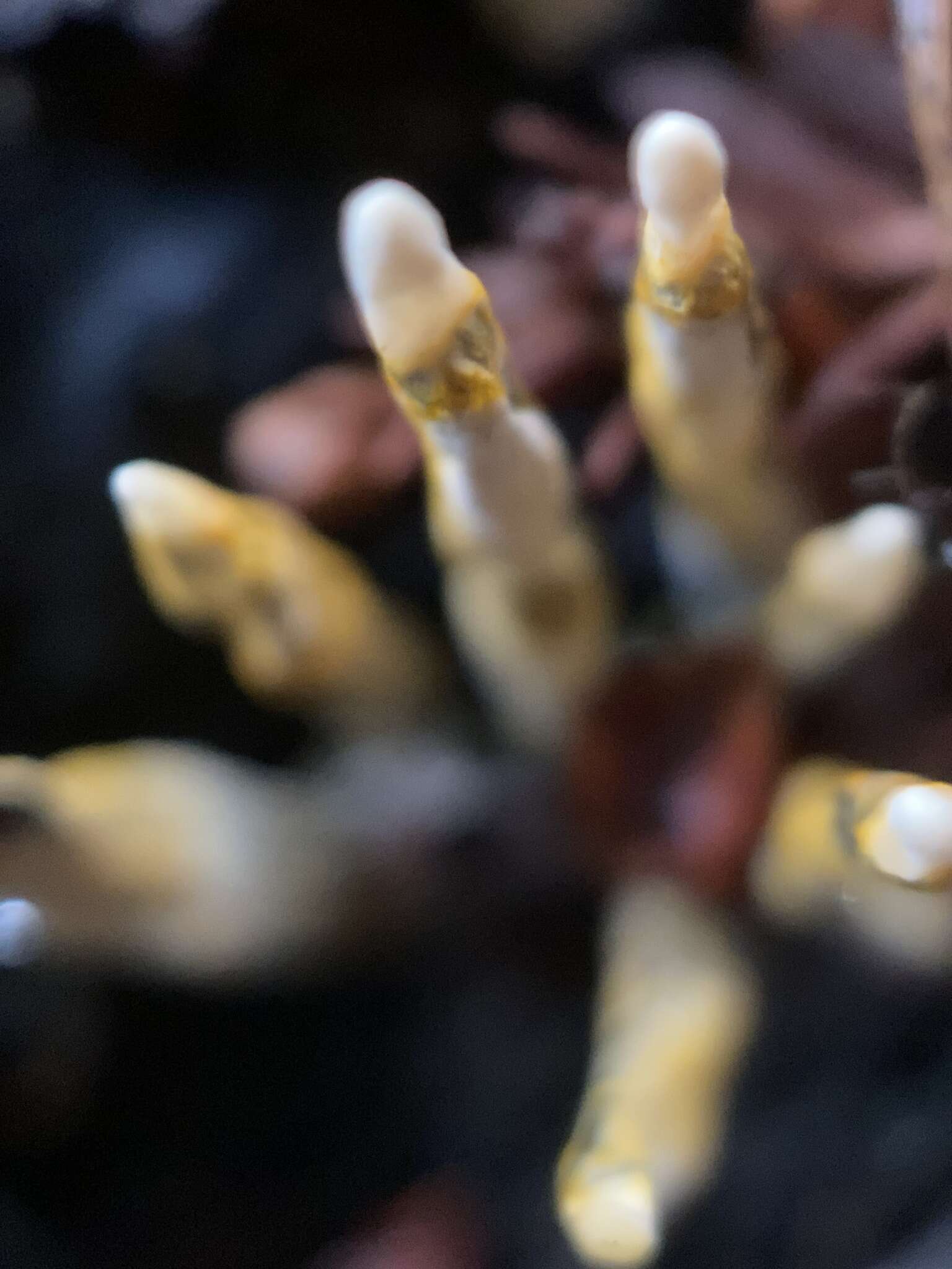 Image of Xylaria vasconica J. Fourn. & M. Stadler 2011