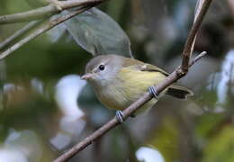 Sivun Puertoriconvireo kuva