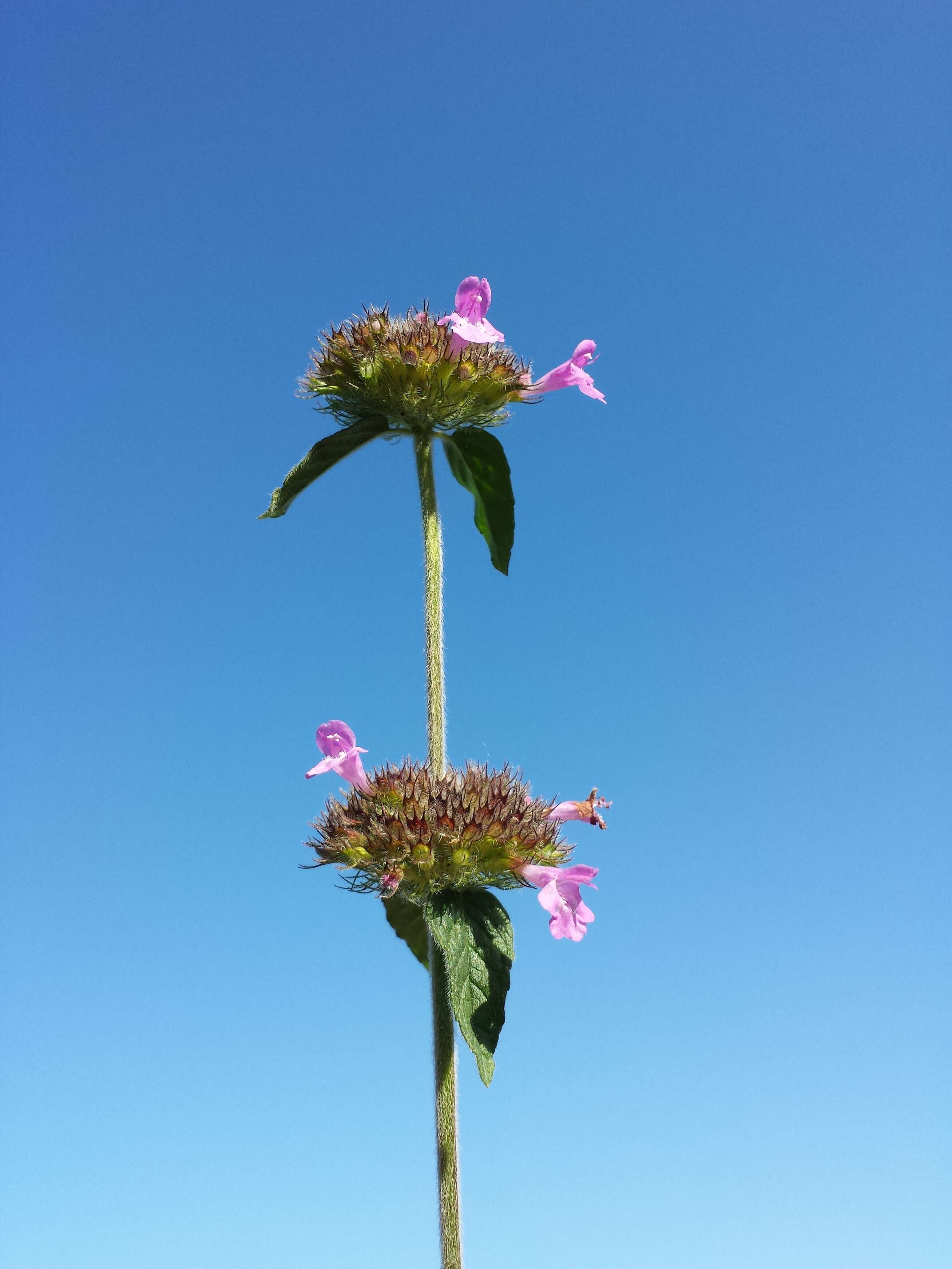 Image of wild basil