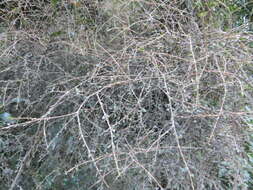 Image of Coprosma virescens Petrie