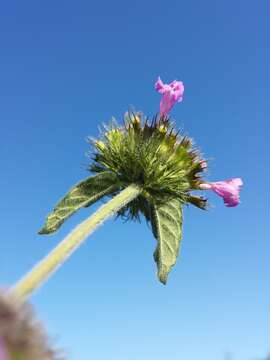 Image of wild basil