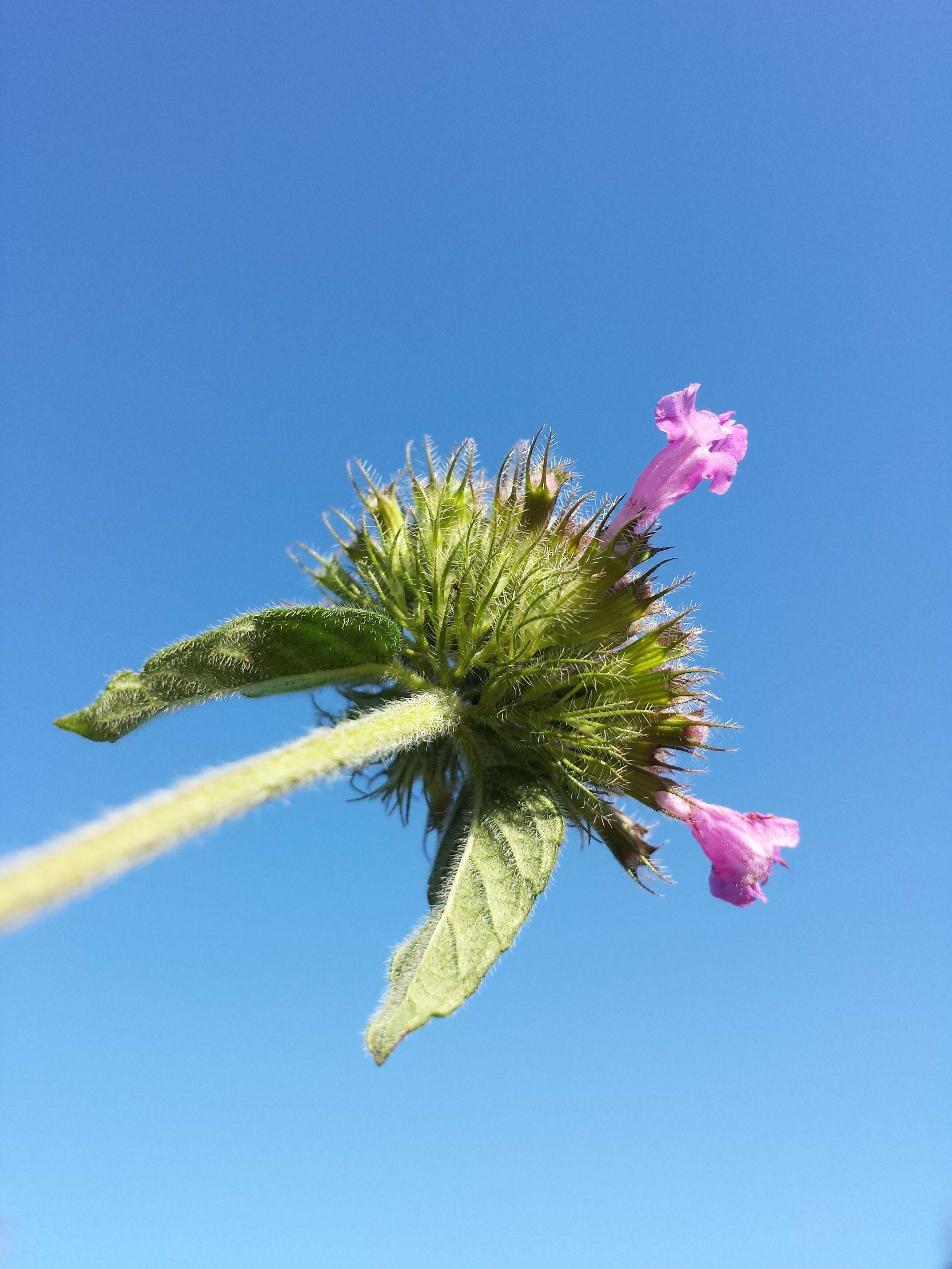 Image of wild basil