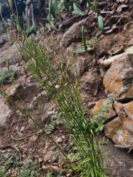 Wahlenbergia lobelioides (L. fil.) Link resmi