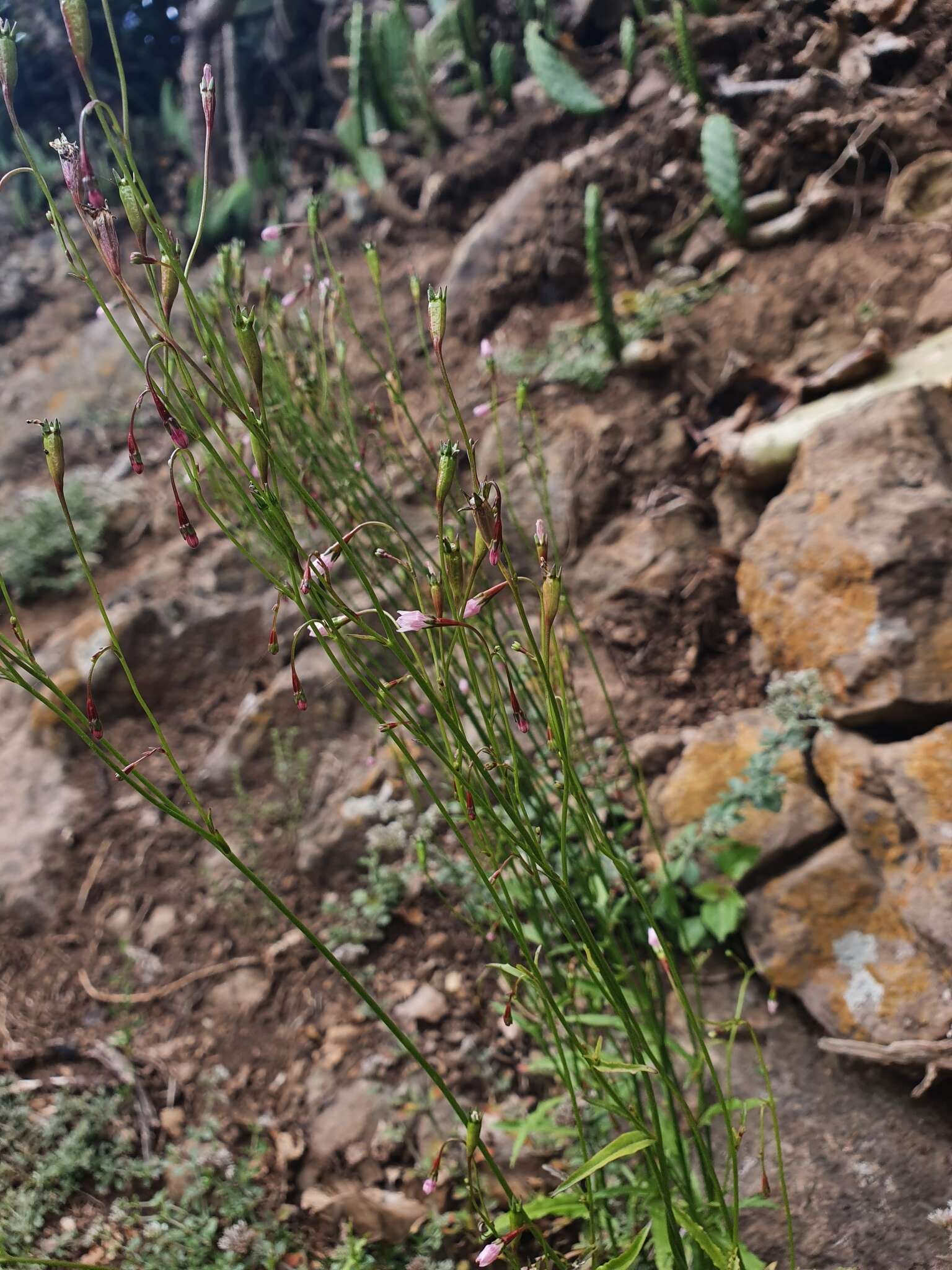 Image of Wahlenbergia lobelioides (L. fil.) Link