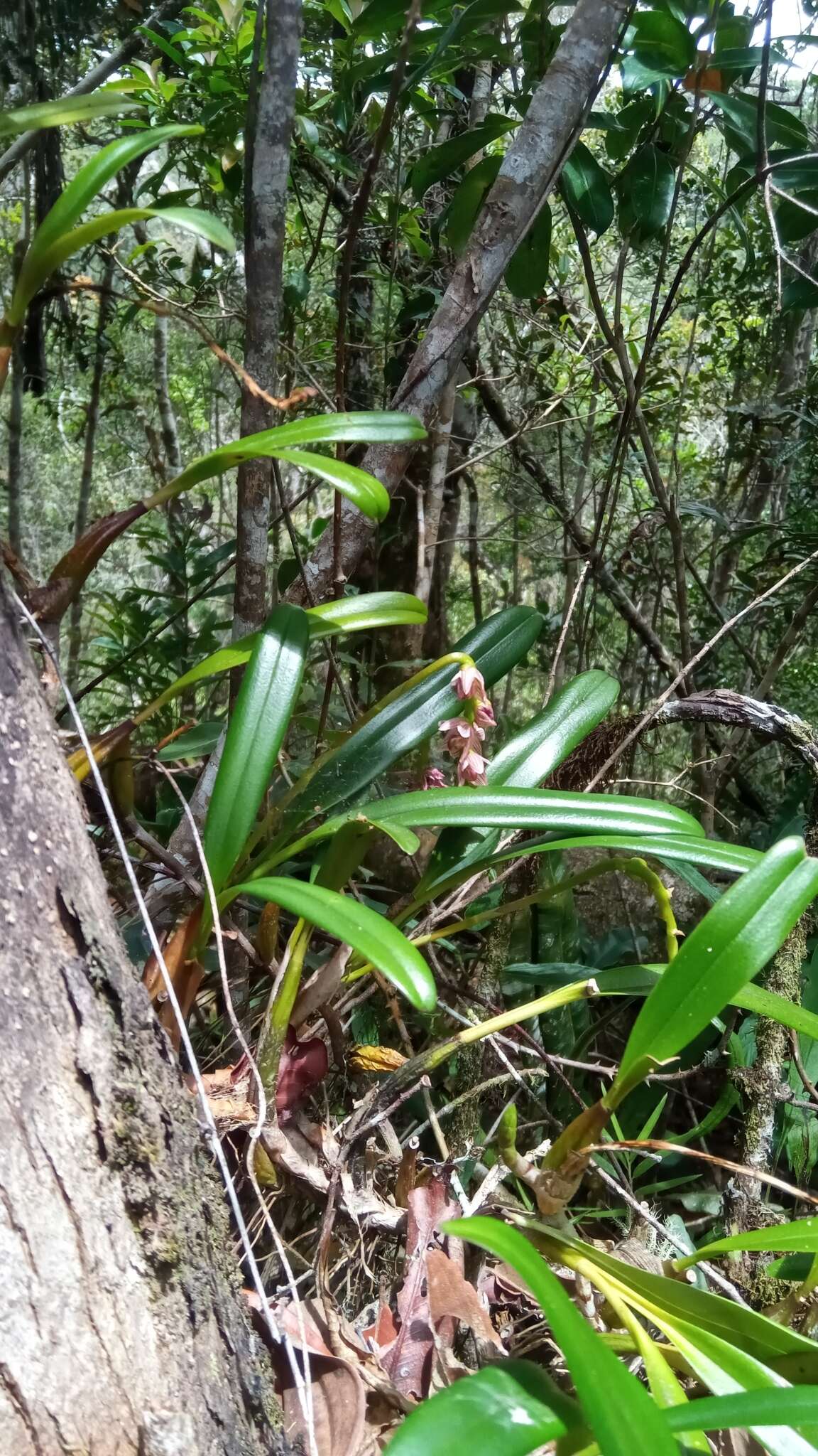 Image of Bulbophyllum pachypus Schltr.