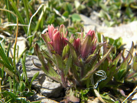 Image of beautiful Indian paintbrush