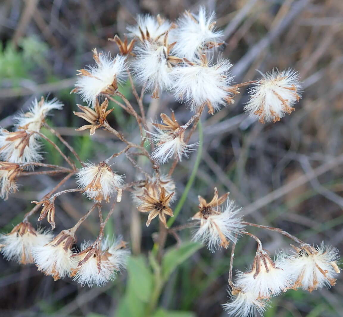 Image of Senecio crenatus Thunb.