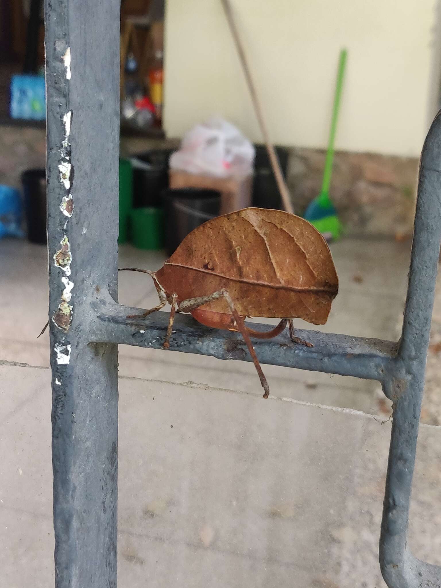 Image of Peacock katydid