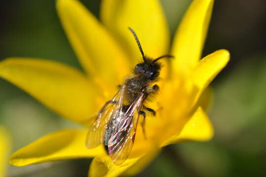 Image of Andrena bicolor Fabricius 1775