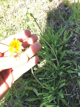 Image of Potato dandelion