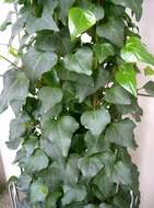 Image of Algerian ivy