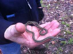 Image of Thamnophis proximus proximus (Say ex James 1823)