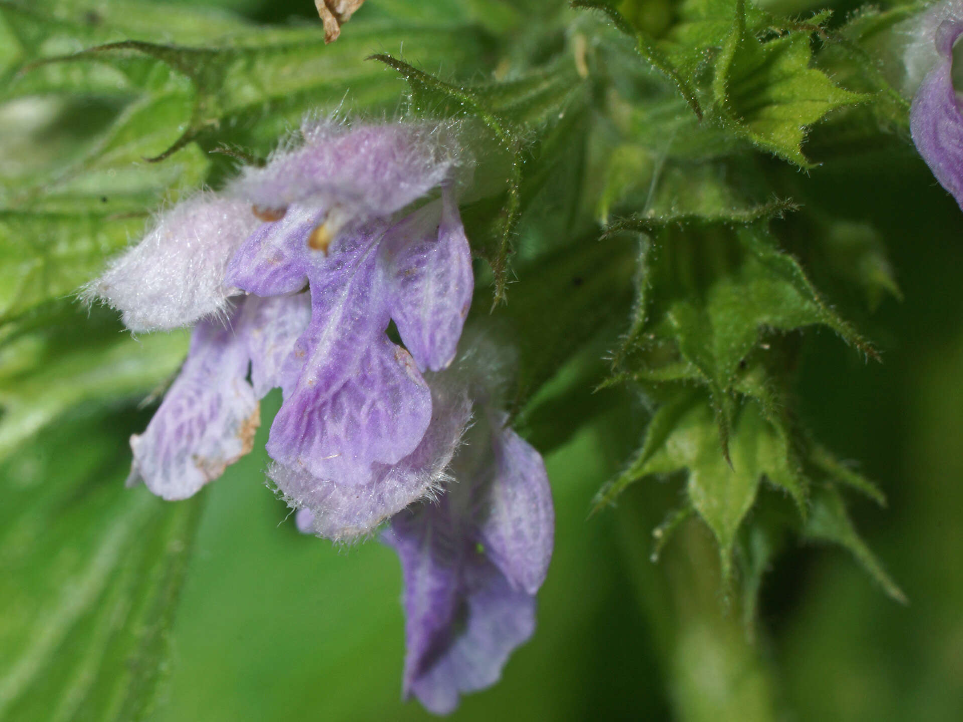 Image of black horehound