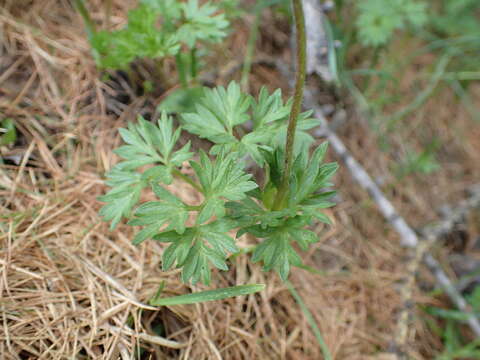 Image of Anemone baldensis subsp. baldensis