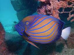 Image of Blue Ring Angelfish