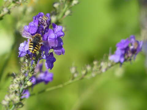 Image of wool-carder bee