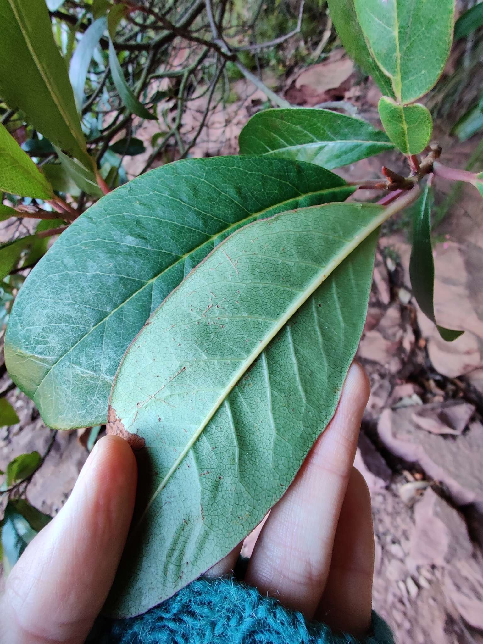 Imagem de Quintinia sieberi A. DC.