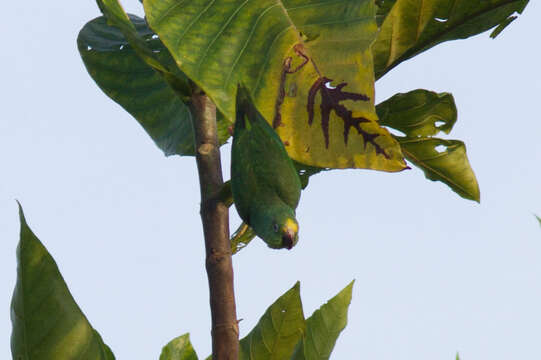 Image of Tui Parakeet