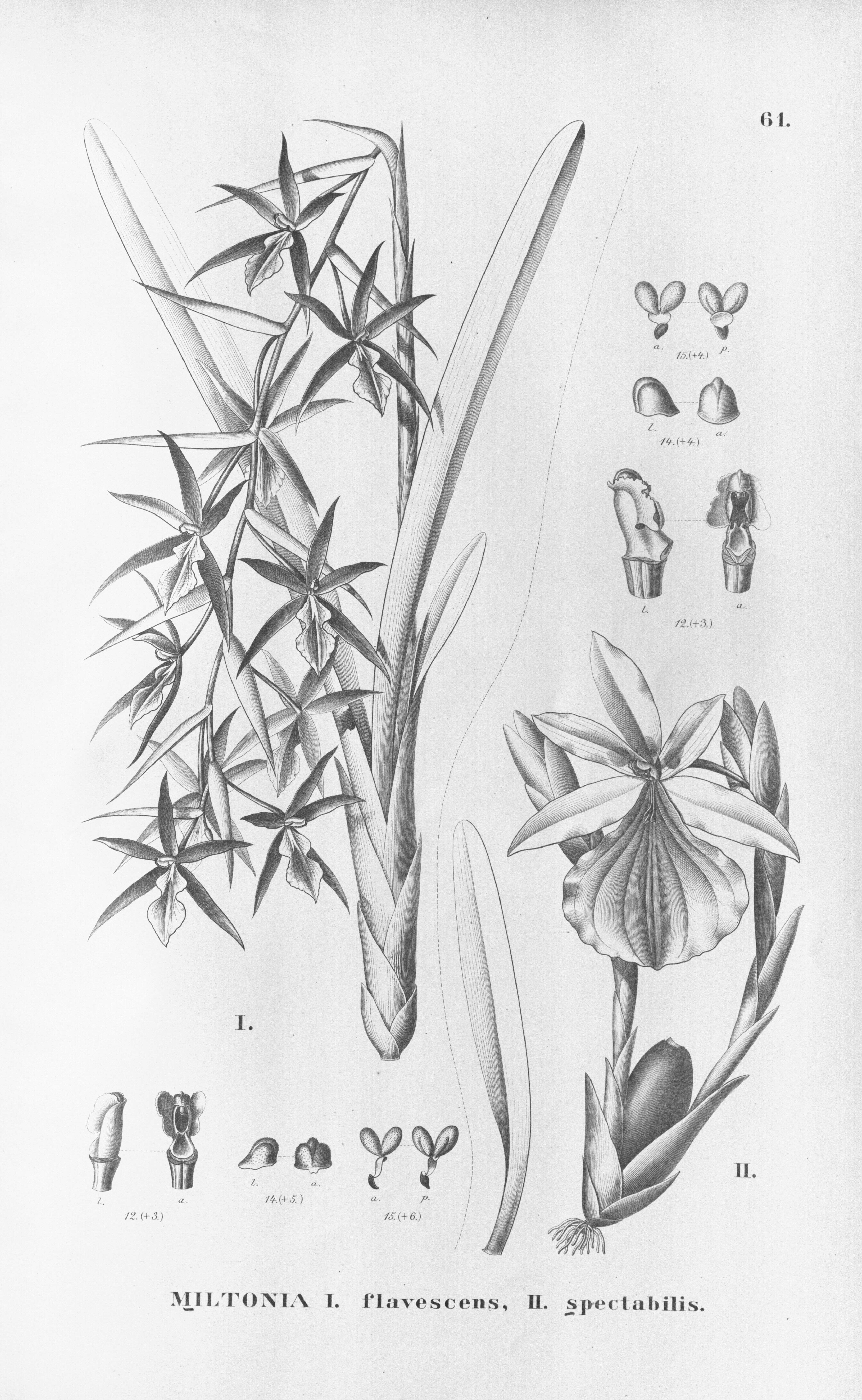 Image of Miltonia flavescens (Lindl.) Lindl.