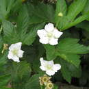 Image of Rubus trifidus C. P. Thunb. ex A. Murray