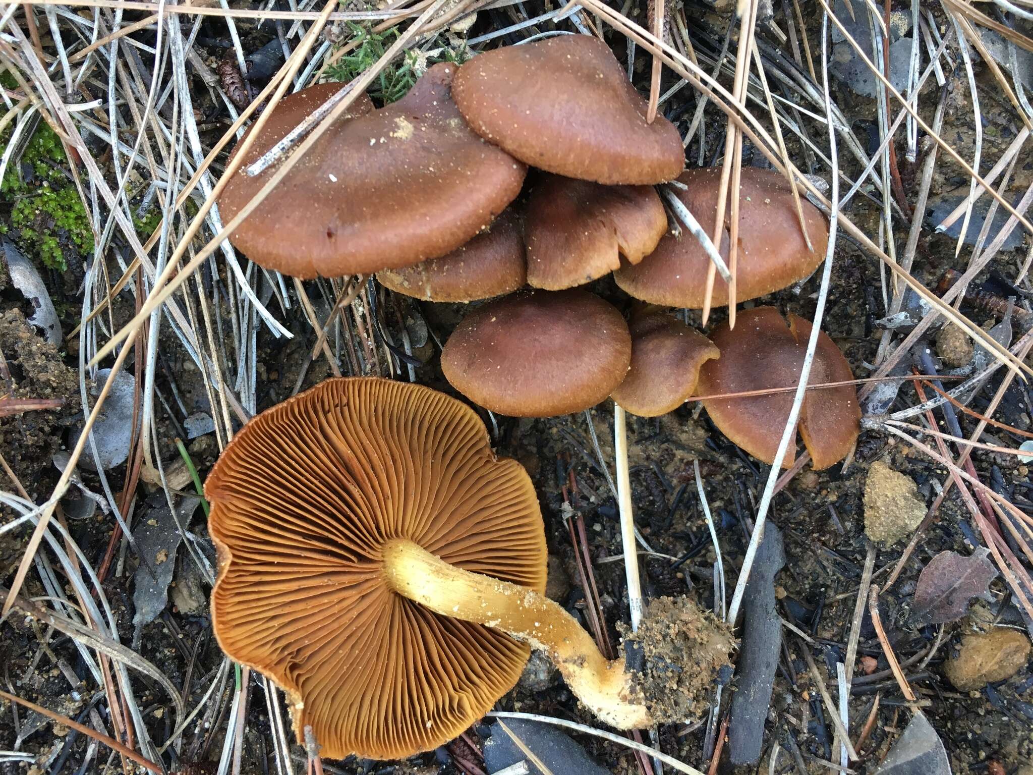 Sivun Cortinarius thiersii Ammirati & A. H. Sm. 1977 kuva