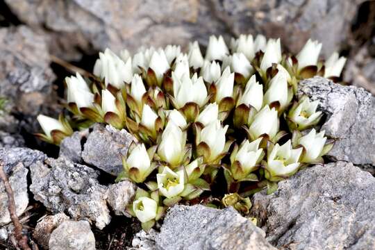 Image of Gentianella filipes (Cheeseman) T. N. Ho & S. W. Liu