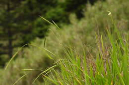 Image of Brachypodium kawakamii Hayata