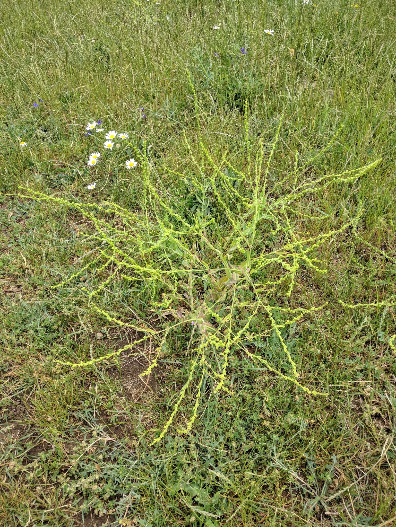 Imagem de Myagrum perfoliatum L.