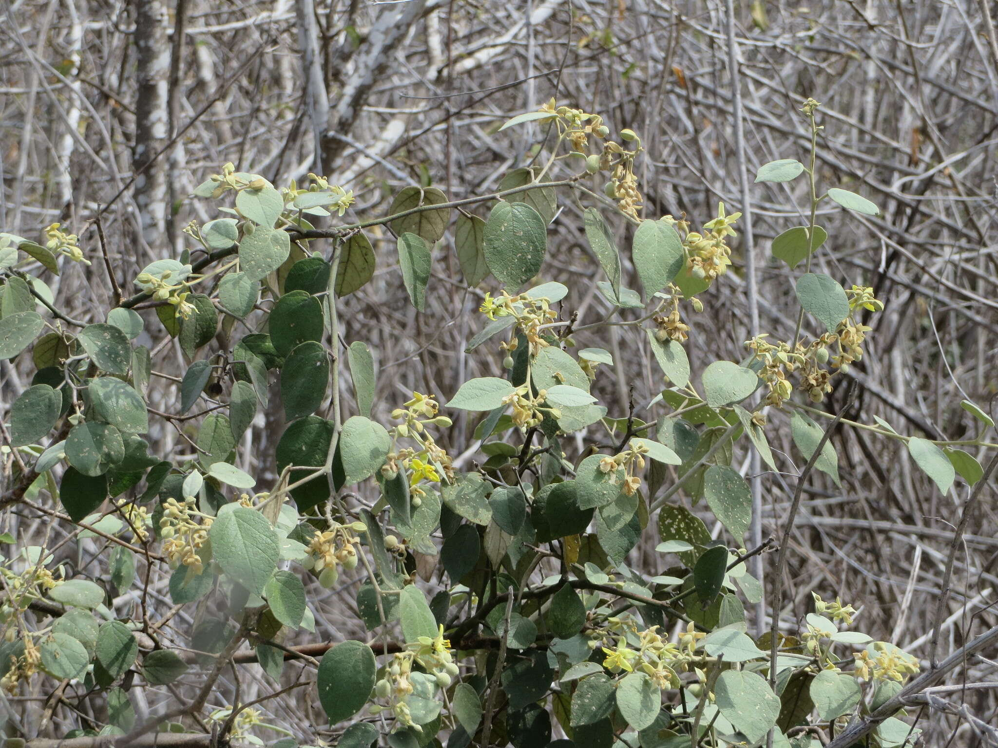 Image of Capparicordis crotonoides (Kunth) Iltis & Cornejo